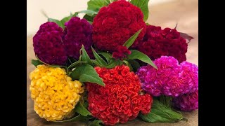 COCKSCOMB CELOSIA FLOWER PLANT CARE AND SEED COLLECTION [upl. by Tisha227]