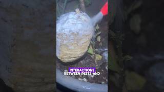 Exploring Expired Coconut Meat What Happens When You Pour Boric Acid on Ants [upl. by Hailed924]