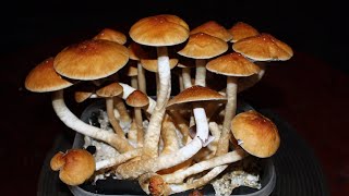 My Top 5 Magic Mushroom StrainsRambling [upl. by Farlay32]