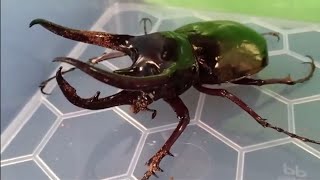 Unboxing Kumbang Tanduk  Chalcosoma caucasus [upl. by Dorelle147]