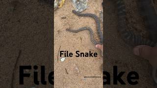 File Snake  Rescue And Release  BycatchAndAdventures animalrescue beach marinewildlife [upl. by Nico941]