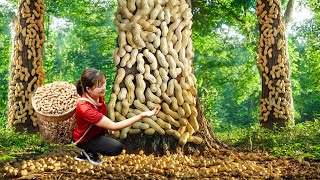 AMAZING Harvesting Rooted Peanut cling to tree to sell  Harvesting and Cooking  Luyến Harvesting [upl. by Mcdowell]