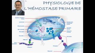 PHYSIOLOGIE DE HÉMOSTASE PRIMAIRE [upl. by Arvid]