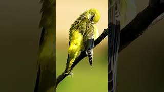 Most Beautiful Birds in the World  Birds Singing birdssinging naturesound birds [upl. by Anitrebla659]