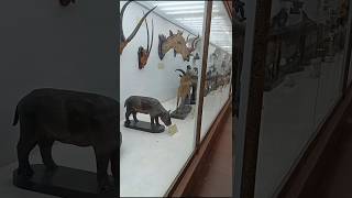 Indian museum kolkata museum short [upl. by Ailic]