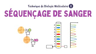 Séquençage de Sanger  Biochimie Facile [upl. by Stalker]