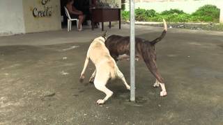 perros peleando [upl. by Lilias]