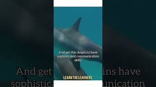 Untold Facts about Dolphins [upl. by Kelli]