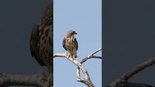 Broadwinged Hawk Call Video Birds of Prey Nature Sounds [upl. by Obeng]