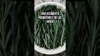 3 beneficios de comer romero que no te esperabasquot romero salud [upl. by Kelly866]