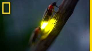 Watch Fireflies Glowing in Sync to Attract Mates  National Geographic [upl. by Muhcon570]