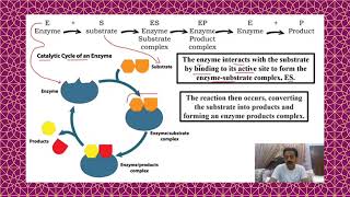 Chapter 2  First Year Biology  Enzymes Part 3  Mechanism of enzyme action  Sindh Text Board [upl. by Nare]