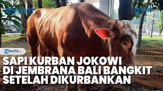 Sapi Kurban Jokowi di Jembrana Bali Kagetkan Warga Bangkit Lagi Setelah Dikurbankan [upl. by Tomas500]