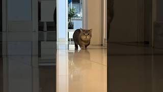 Dont scare my lover cat fuunypets cute cutespets funny shorts [upl. by Durwin565]