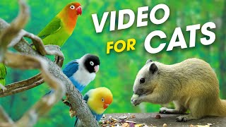 Relaxing Bird Videos for Cats – Hours of Fun Bird Watching  Video For Cats [upl. by Cassiani550]