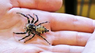 Größte Springspinne der Welt – Schau was sie gemacht hat [upl. by Ahseik]