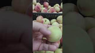 Estamos na safra de pêssego 🍑 Prunus fruit [upl. by Nealson]