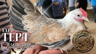 Precio de los gallos kikirikis aztecas Expo Tepa [upl. by Eedyak]