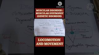 Muscular Dystrophy Muscular Disorders Locomotion ampMovementCLASS11 neet study biology neet2025 [upl. by Htyderem]