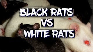 Theres a huge difference between black and white rats [upl. by Basso]