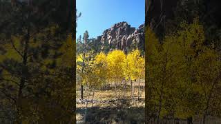 Aspen in the Fall  Fall Foliage fallfoliage aspen shorts [upl. by Wu445]