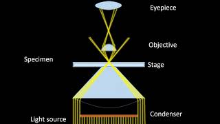 Dark field Microscopy Animation Parts Principle and Applications [upl. by Boyd267]