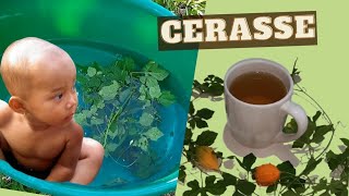 Cerasee Tea DETOX  Skin Rash CURE HOW to MAKE Cerasee Tea  BENEFITS Cerasse Tea [upl. by Dleifrag284]