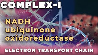 NADH ubiquinone oxidoreductase  NADH q reductase  Complex I of Electron transport chain [upl. by Rufus]