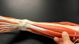 MUSCULAR SYSTEM ANATOMY Anterior leg muscles model description Somso [upl. by Htesil]