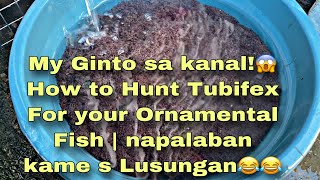 How to Hunt Tubifex  Live Foods that High Source in Protein for you Ornamental Fish  Wow s dami 😱 [upl. by Chancellor747]