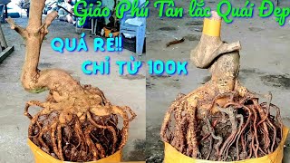 Siêu Rẻchỉ vài trăm ngày 1510 📲0826626603 AN Giảo Phú Tân lắc Quái Đẹp củ Nở đế Lực AnChoGao [upl. by Olocin521]