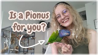 Pionus Parrot Guide and Overview  Everything you need to know UPDATED [upl. by Bird892]