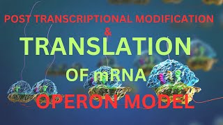 Translation of mRNA amp Operon model theory for neetaiimsnurshingsscin bengali Harunbiozone [upl. by Iadahs]