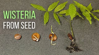 How to grow Wisteria from seed [upl. by Annaeed]