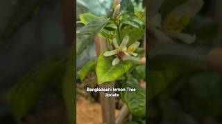 Hand Pollination Bangladeshi lemon tree gardening [upl. by Feigin]