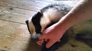 Tor the tame badger playing after his bath [upl. by Nnaecyoj]