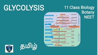 Glycolysis in Tamil  Respiration  Botany I Class 11  NEET  TNSCERT [upl. by Lamak112]