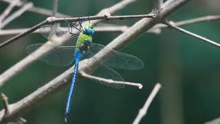 Dragonfly MACRO Short  Bugs World  Insects Life  4KUHD Video MACRO VIDEOGRAPHY  BUGS LIFE [upl. by Gillead]