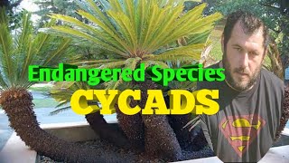 Huge cycad collection Most amazing facts experiments endangered species [upl. by Accem108]