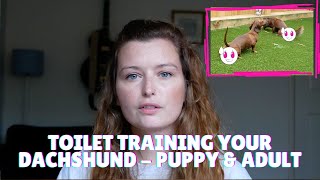 Toilet Training Your Dachshund in the UK  For Puppies amp Adult Dogs [upl. by Ordnagela170]