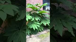 Tetrapanax Papyrifer  The Majestic Rice Paper Plant [upl. by Ahtekal]