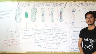 Bone DevelopmentBone part 6Bd ChurasiaGeneral AnatomyChapter 2 OssificationOsteogenesis Anees [upl. by Ennairek907]