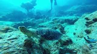 Shipwreck Cove at Buck Island St Thomas USVI [upl. by Anival601]