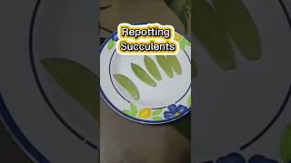 Repotting Succulentsplantito succulents fyp reels [upl. by Fantasia569]