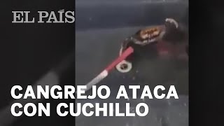 Un cangrejo se defiende con el cuchillo de un cocinero  Viral [upl. by Nyrek]