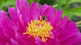 honey bee on purple peony closeup view [upl. by Tenenbaum]