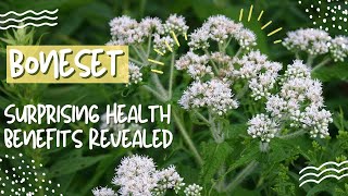 Boneset Herb Surprising Health Benefits Revealed [upl. by Troc859]