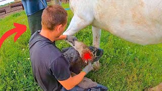 Horse gets INSTANT RELIEF the smell was VERY HORRIBLE  full horse hoof cleaning [upl. by Tiffy761]