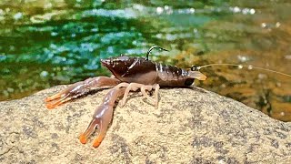 Fishing Crawfish For Ferocious Creek Predators [upl. by Laurin383]