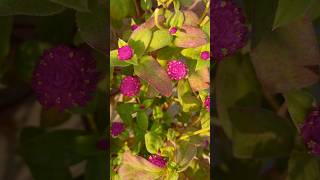 Gomphrena flower plant flowers natural viral music youtube shorts [upl. by Yanahs]